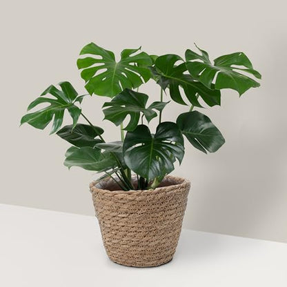 Small Basket Planter 7.1" x 5.9" Seagrass Containers, Hand Woven Wicker Cover Storage, Stylish Plastic Liners Straw Flower Jute Pots for Outdoor Indoor Use Mums Front Porch Room Decoration