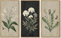 KUVIOKE Vintage Botanical Wall Decor Wild Flowers Artwork Framed Wall Art Ready to Hang Hallway Home Office 8x16in3pcs Natural Framed